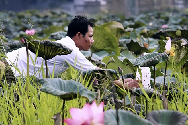 Colourful lotus pond in the suburbs of Hanoi - ảnh 1